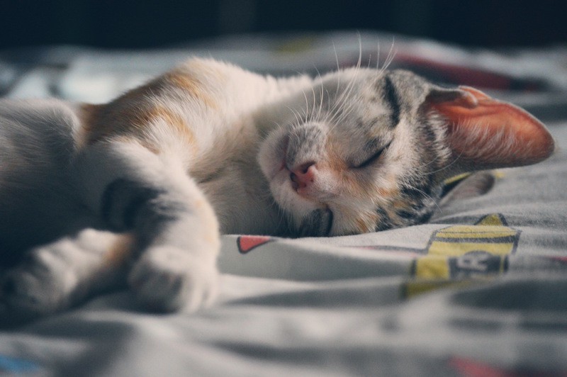 briljante ideeen rust sleeping cat