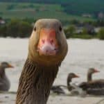 gans-aandacht-grijpen-linkedin-campagne